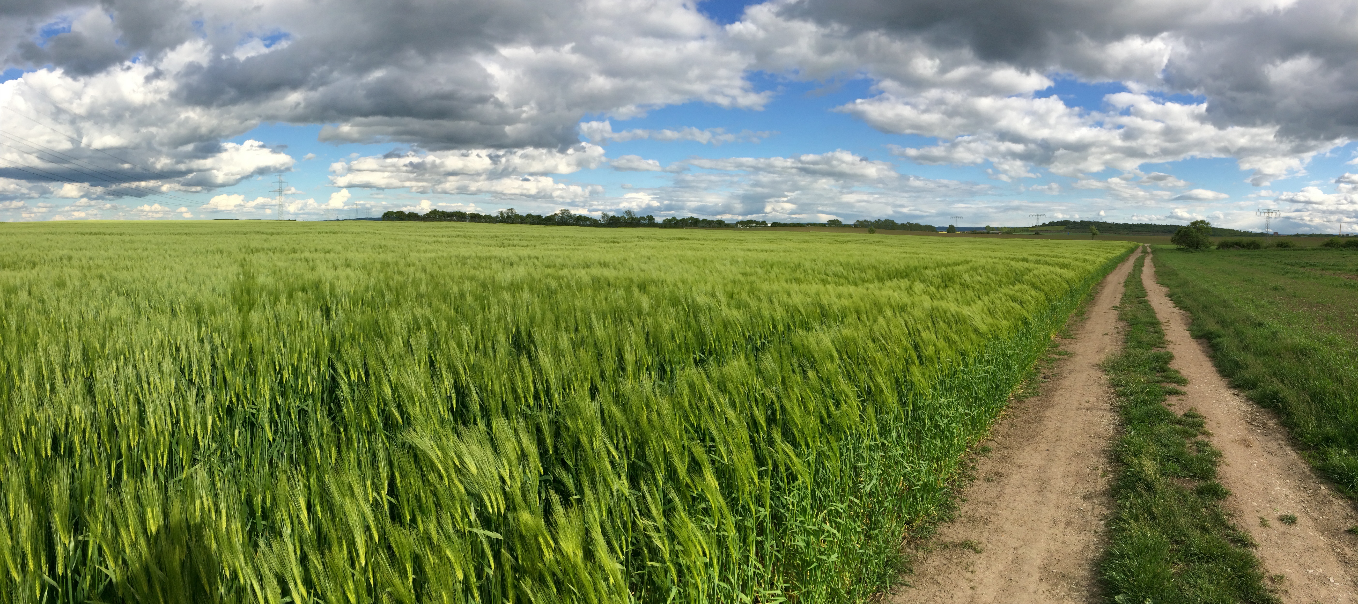 Grünes Kornfeld unter weitem Himmel